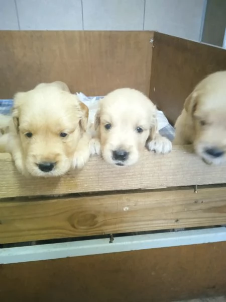 Cuccioli Golden retriever angloamericani con pedigree  | Foto 0