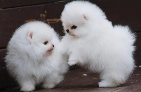 bellissimi cuccioli di pomerania maschi e femmine 