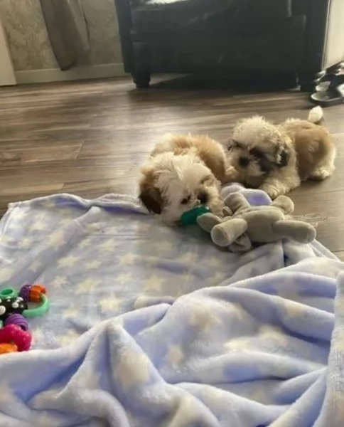 CUCCIOLI DI SHIHTZU ALLEVATI CON AMORE per adozione