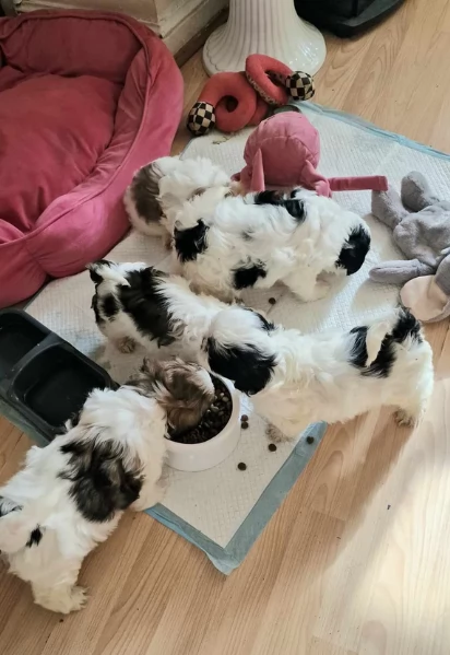 CUCCIOLI DI SHIHTZU ALLEVATI CON AMORE per adozione