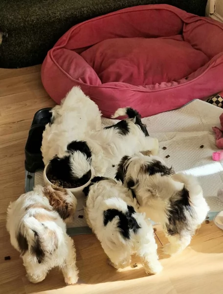 CUCCIOLI DI SHIHTZU ALLEVATI CON AMORE per adozione