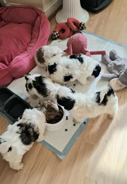 CUCCIOLI DI SHIHTZU ALLEVATI CON AMORE per adozione