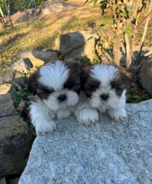 CUCCIOLI DI SHIHTZU ALLEVATI CON AMORE per adozione