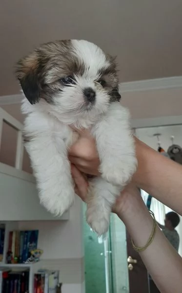 CUCCIOLI DI SHIHTZU ALLEVATI CON AMORE per adozione | Foto 0