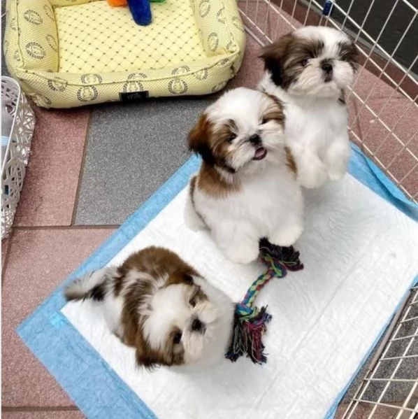 CUCCIOLI DI SHIHTZU ALLEVATI CON AMORE per adozione