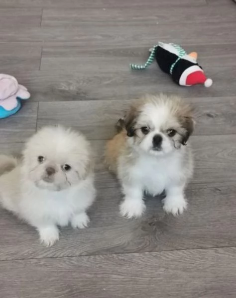 CUCCIOLI DI SHIHTZU ALLEVATI CON AMORE per adozione | Foto 1