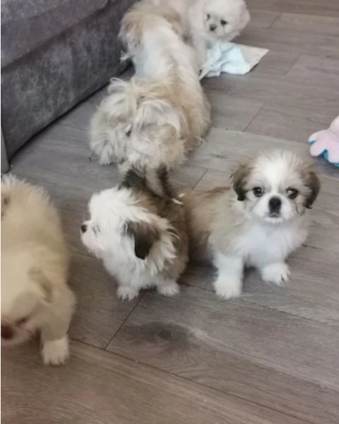 CUCCIOLI DI SHIHTZU ALLEVATI CON AMORE per adozione