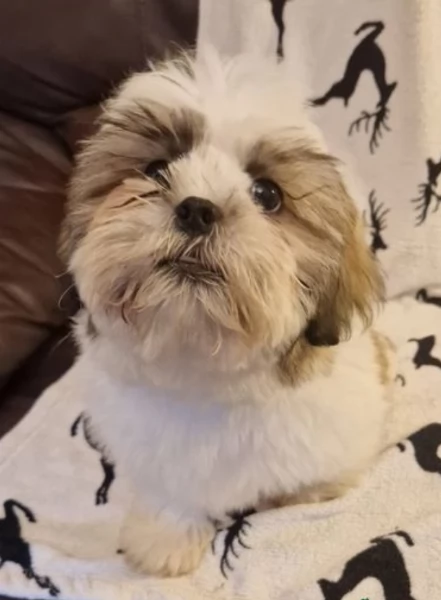 CUCCIOLI DI SHIHTZU ALLEVATI CON AMORE per adozione | Foto 0