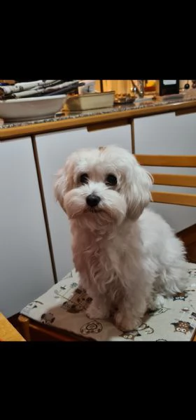 Cane maltese | Foto 0