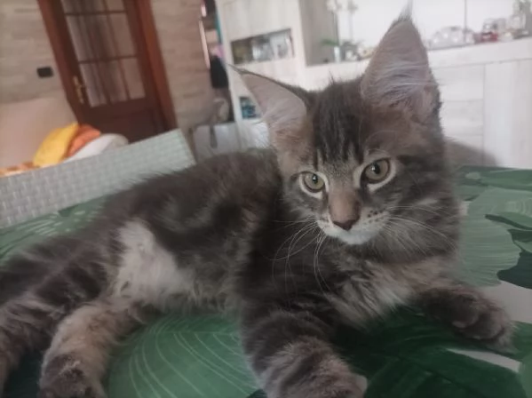 Cucciolo di Maine coon | Foto 6