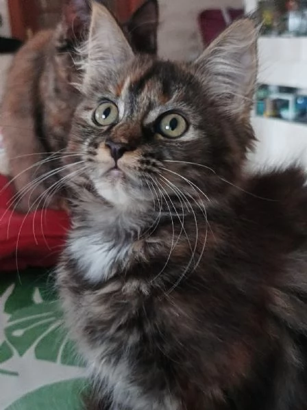 Cucciolo di Maine coon | Foto 3