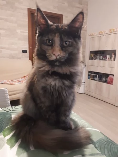 Cucciolo di Maine coon | Foto 1