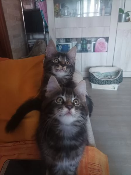 Cucciolo di Maine coon | Foto 0