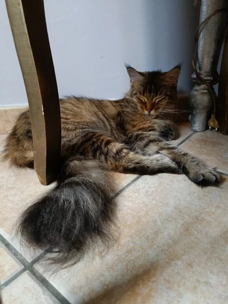 Femmine Maine coon adulte cedo a malincuore  | Foto 1