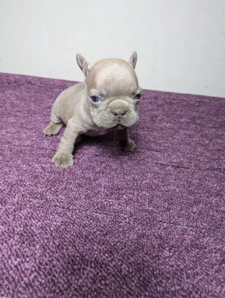 Bulldog francesi blu merle | Foto 1