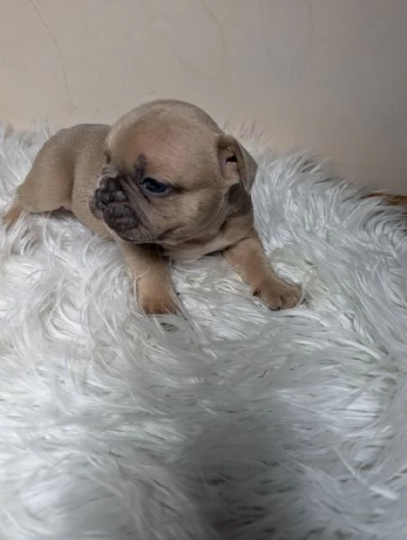 Bulldog francesi blu merle