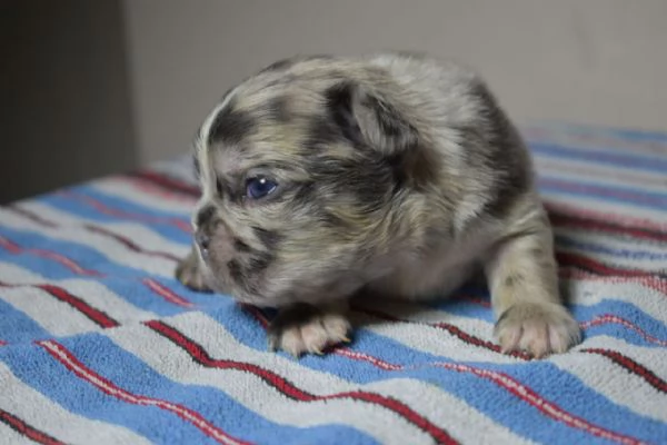 Bulldog francese blu merle | Foto 2