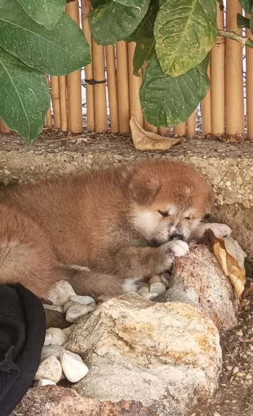 Cuccioli Akita inu | Foto 3