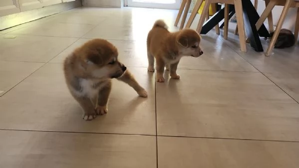 Cuccioli Akita Inu con pedigree