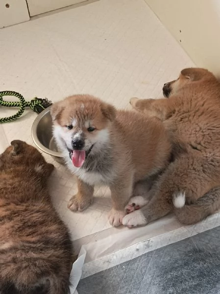 Cuccioli Akita Inu con pedigree | Foto 6