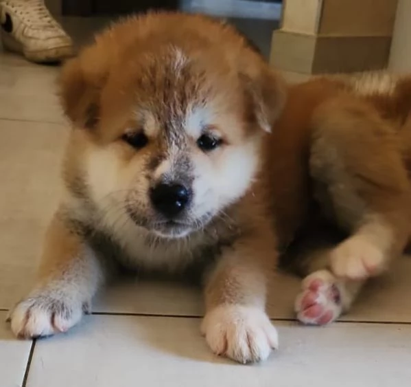 Cuccioli Akita Inu con pedigree | Foto 5