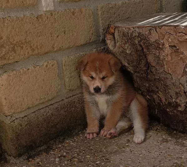 Cuccioli Akita Inu con pedigree | Foto 4