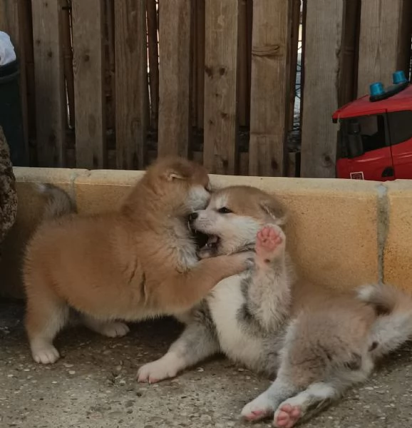 Cuccioli Akita Inu con pedigree | Foto 3