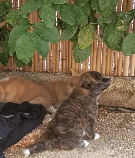 Cuccioli Akita Inu con pedigree | Foto 2