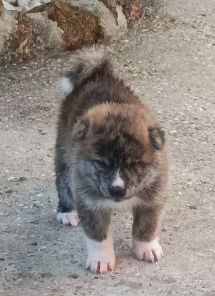 Cuccioli Akita Inu con pedigree | Foto 1