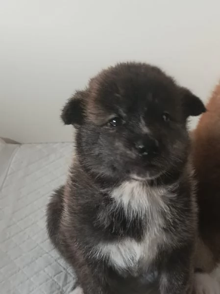 Cuccioli Akita Inu con pedigree | Foto 0