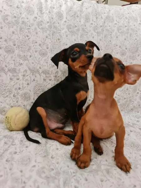 CUCCIOLI PINSCHER NANO ORIGINALI 3 MESI CIRCA | Foto 4