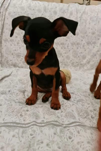 CUCCIOLI PINSCHER NANO ORIGINALI 3 MESI CIRCA | Foto 1