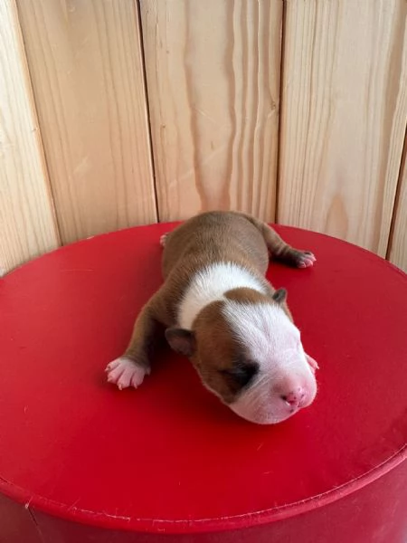 Vendo Amstaff | Foto 6