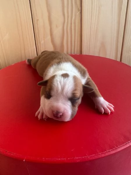 Vendo Amstaff | Foto 4