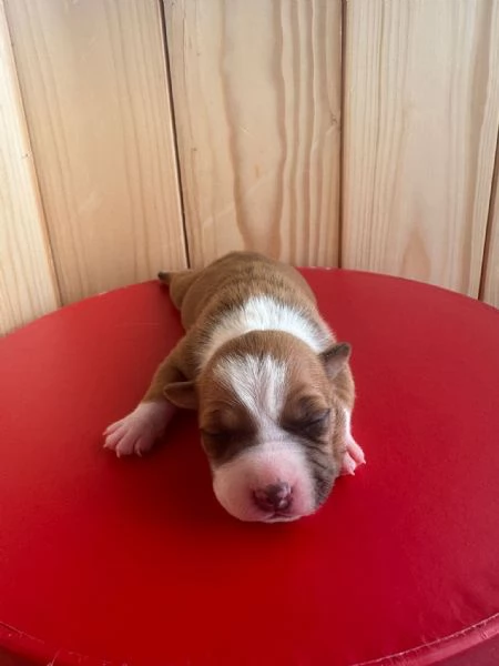 Vendo Amstaff | Foto 1