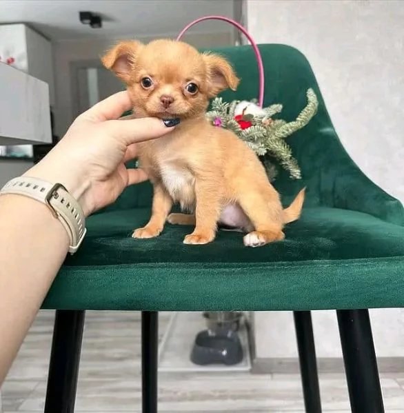 Cuccioli di chihuahua bellissimi