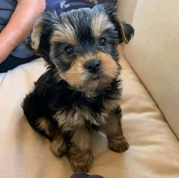 Cuccioli di Yorkie