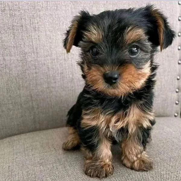 Cuccioli di Yorkies di Tiny Teacup