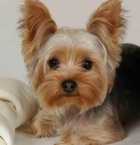 Regalo Abbiamo avere amorevole Yorkie cuccioli per lAdozione Abbiamo avere Yorkie amorevole per lA