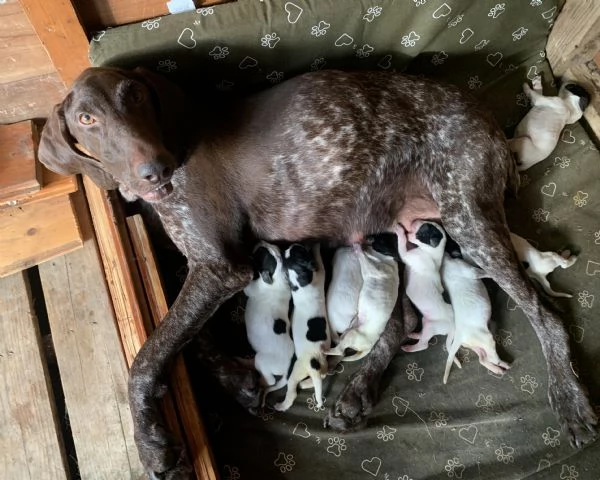 REGALO CUCCIOLI DA CACCIA