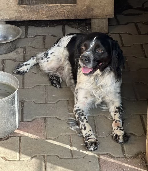 REGALO CUCCIOLI DA CACCIA | Foto 1