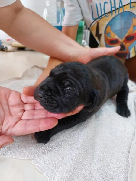 CUCCIOLI DI BOERBOEL | Foto 2