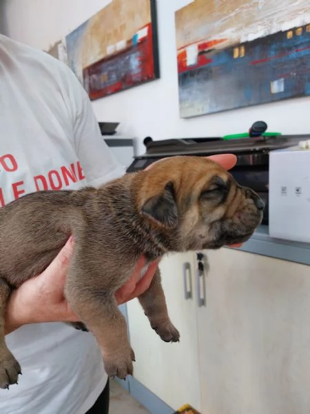 CUCCIOLI DI BOERBOEL | Foto 1