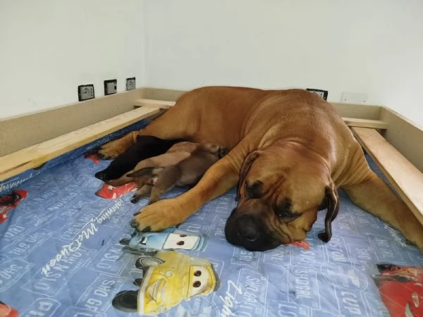 CUCCIOLI DI BOERBOEL | Foto 0