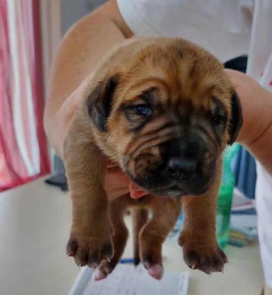 CUCCIOLI DI BOERBOEL