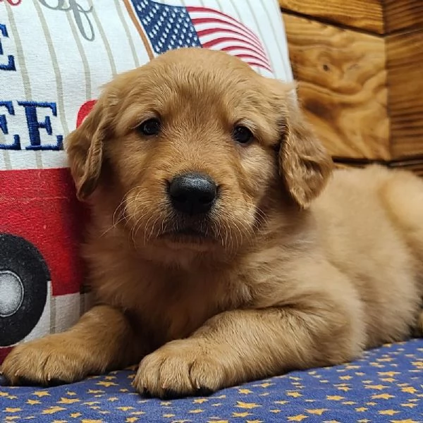 REGALO GOLDEN RETRIEVER