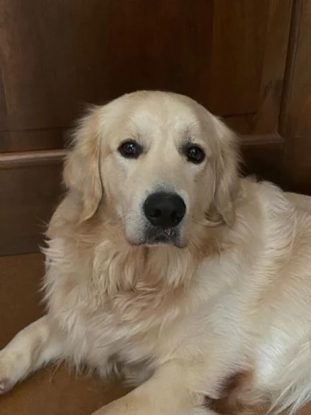 regalo golden retriever maschio di 2 anni