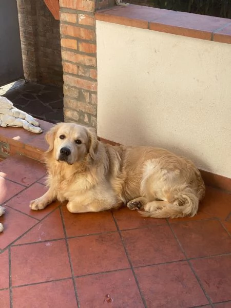 regalo golden retriever maschio di 2 anni | Foto 4