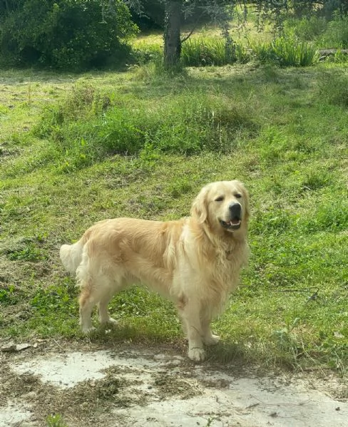 regalo golden retriever maschio di 2 anni | Foto 3