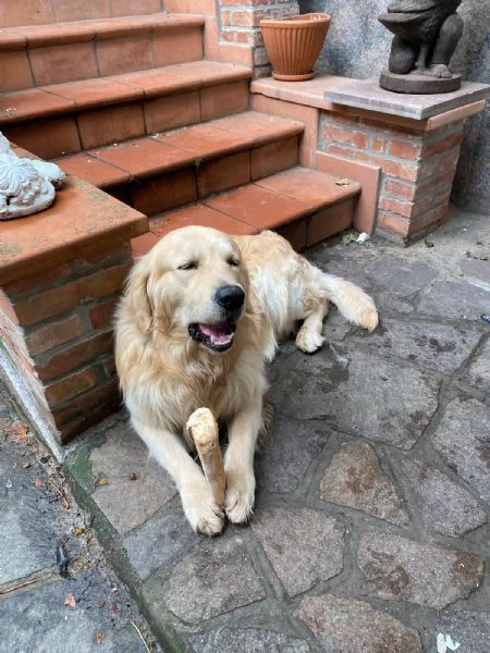 regalo golden retriever maschio di 2 anni | Foto 1